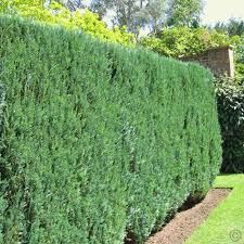 Taxus baccata 'Sövény' - Sövény tiszafa, fld., 125 cm