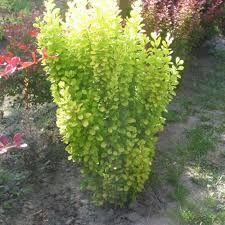 Berberis th. 'Golden Rocket' - Oszlopos borbolya