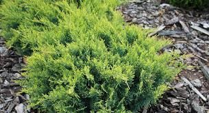 Juniperus virginiana 'Golden spring' - virginiai boróka