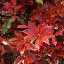Photinia 'Camilvy' - Korallberkenye, K10, 150/175 Photinia 'Camilvy' - Korallberkenye, K10, 150/175