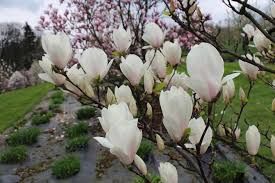 Magnolia 'Alba Superba' - Liliomfa Magnolia 'Alba Superba' - Liliomfa