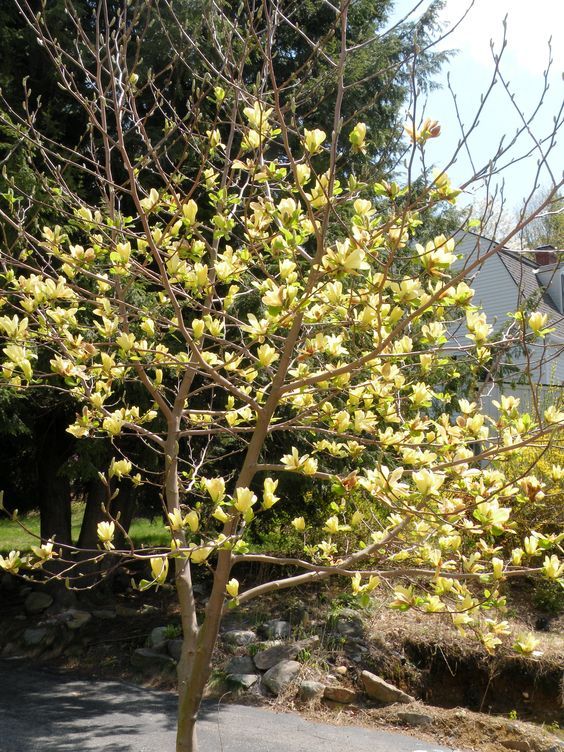 Magnolia x. 'Yellow lantern' - Sárga virágú magnólia