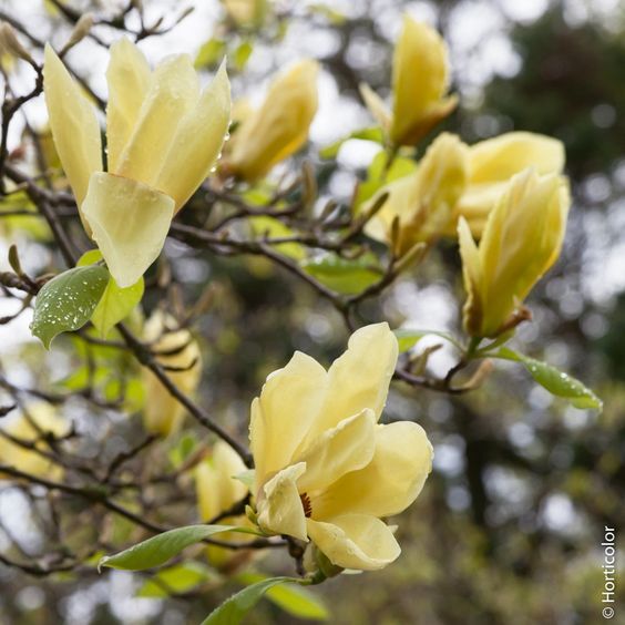 Magnolia x. 'Yellow lantern' - Sárga virágú magnólia