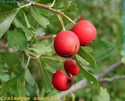 Crataegus azarolus - azarol galagonya