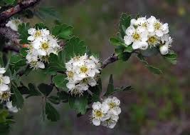 Crataegus azarolus - azarol galagonya