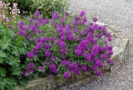 VERBENA ‘Homestead Purple’ - rózsaverbéna VERBENA ‘Homestead Purple’ - rózsaverbéna
