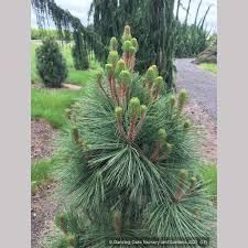 Pinus jeffrei Joppi-törpe nagytobozú sárgafenyő K2