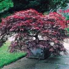 Acer palmatum 'Bloodgood' - Japán juhar, bordólevelű