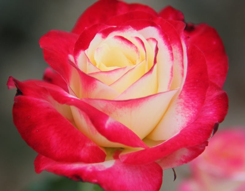 Double Delight - vörös-fehér teahibrid rózsa