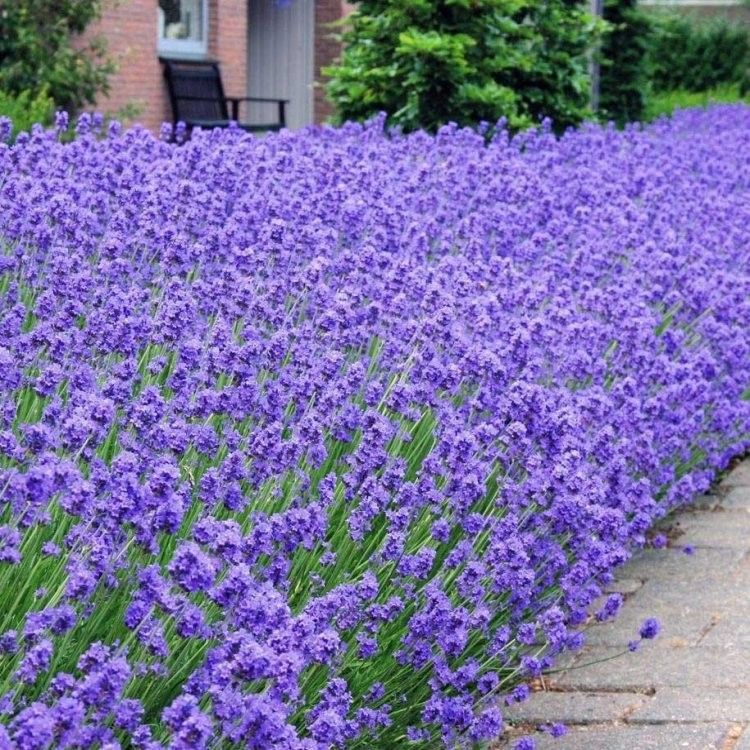 Lavandula angustifolia 'Munstead' - Angol levendula Lavandula angustifolia 'Munstead' - Angol levendula