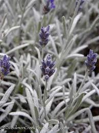 Lavandula x chaytorae 'England' - Hibrid levendula