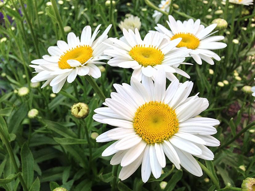 Leucanthemum ' - Margaréta féltelt virágú
