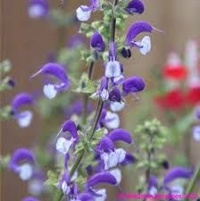 Salvia pratensis ‘Madeline’ – mezei zsálya Salvia pratensis ‘Madeline’ – mezei zsálya