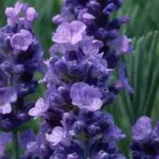 Lavandula angustifolia ' Melisssa Lilac' - angol levendula Lavandula angustifolia ' Melisssa Lilac' - angol levendula
