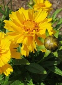 Coreopsis grandiflora 'Early Sunrise' - menyecskeszem Coreopsis grandiflora 'Early Sunrise' - menyecskeszem