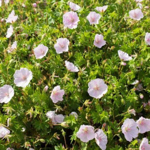 Geranium sanguineum ‘Apfelblüte’ – piros gólyaorr