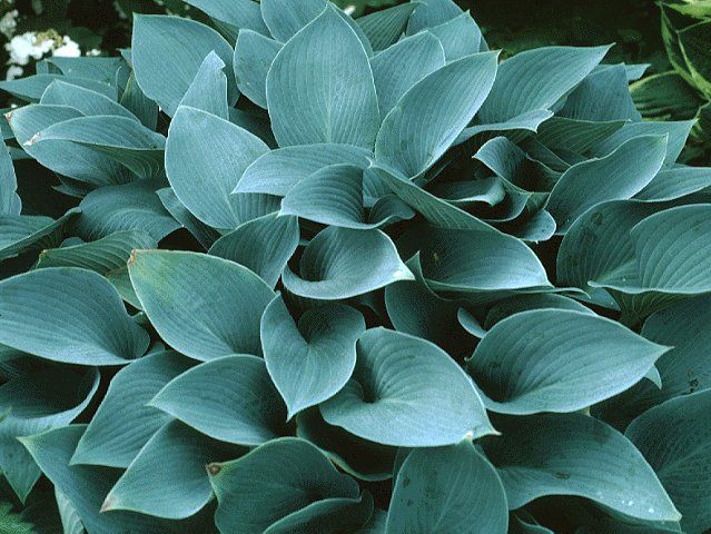 Hosta 'Halcyon' - árnyékliliom