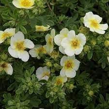 Potentilla fruticosa 'Limelight' - cserjés pimpó