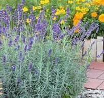 Lavandula mix