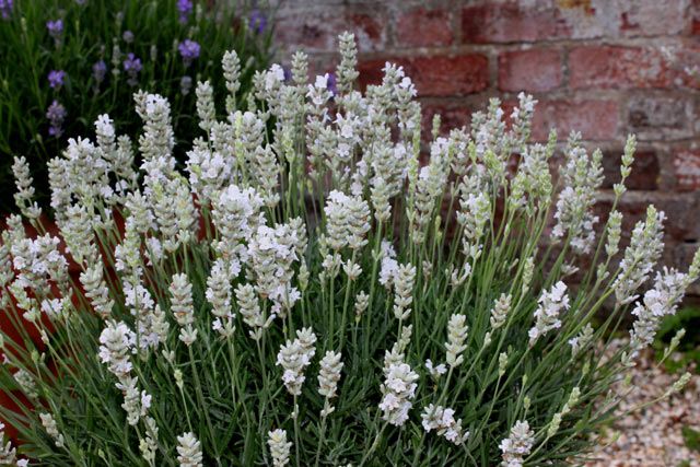 Lavandula ang. 'Alba' - Fehér virágú angol levendula Lavandula ang. 'Alba' - Fehér virágú angol levendula