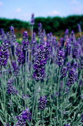 Lavandula x chaytorae 'Richard Gray' - Levendula