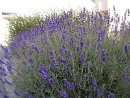 Lavandula x intermedia 'Grappenhall' - provánszi levendula