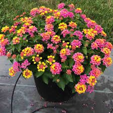 Lantana - Sétányrózsa