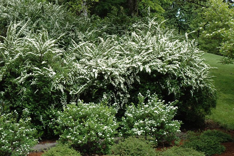 Spiraea nipponica 'Snowmound' - Nipponi gyöngyvessző