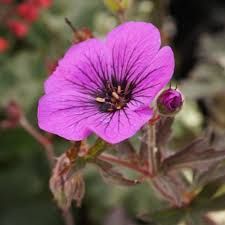 Geranium ‘Orkney Cherry’ – gólyaorr Geranium ‘Orkney Cherry’ – gólyaorr