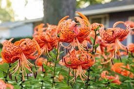 Lilium 'lancifolium - tigris liliom Lilium 'lancifolium - tigris liliom
