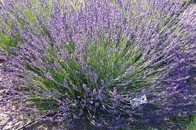 Lavandula angustifolia ‘Dutch’ – angol levendula Lavandula angustifolia ‘Dutch’ – angol levendula