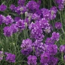 Lavandula x chaytorae 'Cleo' - törpe levendula