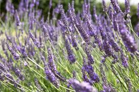 Lavandula x int. ' Grosso' - Provánszi levendula Lavandula x int. ' Grosso' - Provánszi levendula