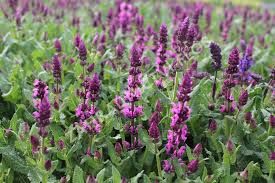Salvia nemorosa 'Royal Magenta'- ligeti zsálya Salvia nemorosa 'Royal Magenta'- ligeti zsálya