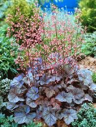 Heuchera ‘Regina’ – tűzeső