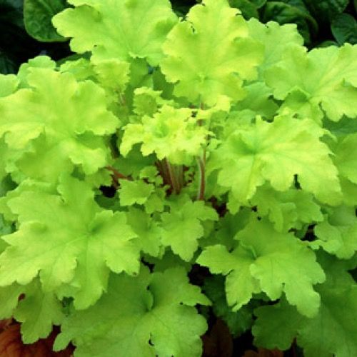 Heuchera 'Lime Marmalade' - Tűzeső