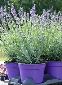 Lavandula angustifolia 'Essence Purple' - keskenylevelű angol levendula