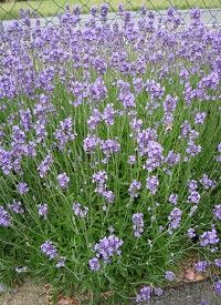 Lavandula angustifolia 'Hidcote Blue' - keskenylevelű (angol) levendula Lavandula angustifolia 'Hidcote Blue' - keskenylevelű (angol) levendula