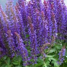Salvia nemorosa 'Sensation Compact deep Blue' – ligeti zsálya Salvia nemorosa 'Sensation Compact deep Blue' – ligeti zsálya