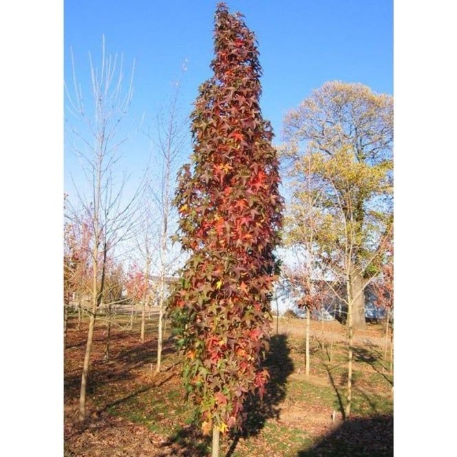 Liquidambar styraciflua 'S.Silhouette' - Piros levelű amarikai oszlopos ámbrafa, K15