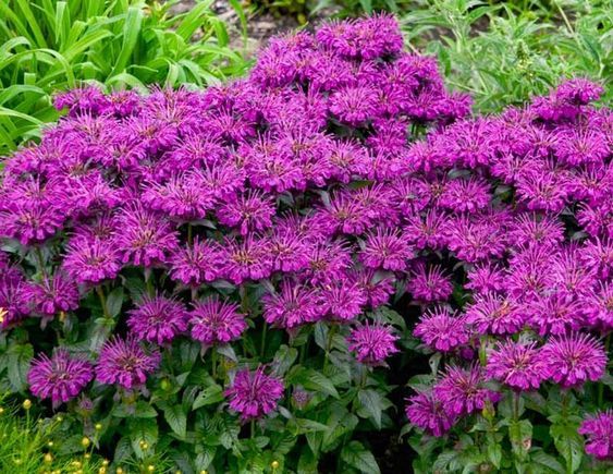 Monarda 'Grape Gumball' - méhbalzsam