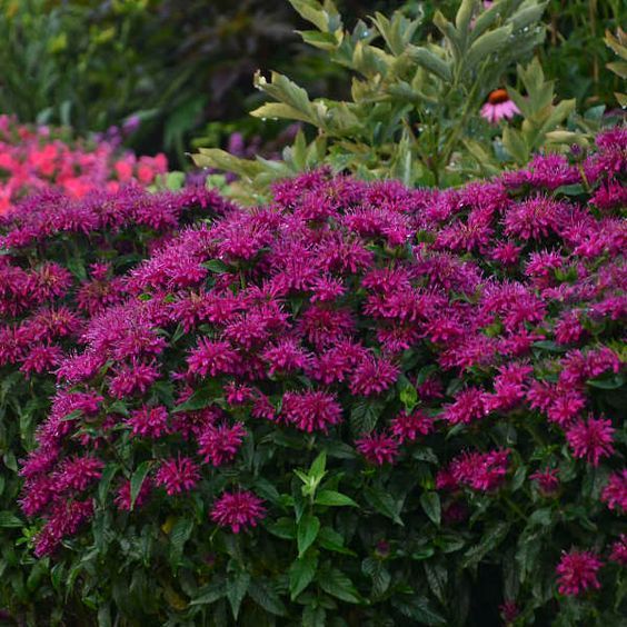 Monarda 'Grape Gumball' - méhbalzsam