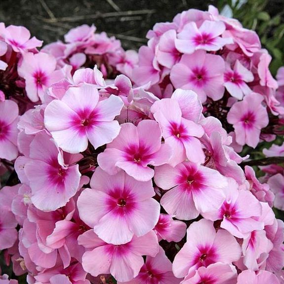 Phlox paniculata 'Bright Eyes' - bugás lángvirág Phlox paniculata 'Bright Eyes' - bugás lángvirág