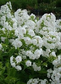 Phlox paniculata 'David' - bugás lángvirág Phlox paniculata 'David' - bugás lángvirág