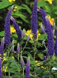 Veronica longifolia 'First Glory' - hosszúlevelű veronika Veronica longifolia 'First Glory' - hosszúlevelű veronika
