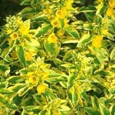 Lysimachia punctata - pettyegetett lizinka