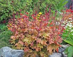 Heuchera 'Marmalade’ – tűzeső