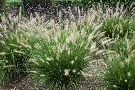 Pennisetum 'Hameln' - Tollborzfű