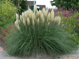 Cortaderia selloana 'Pumilla' - pampafű