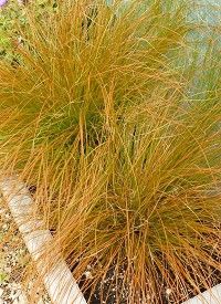 Carex testacea 'Prairie Fire' - narancsos sás
